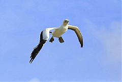 Australasian Gannet